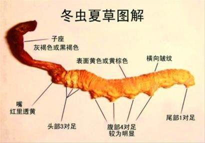 荔湾回收冬虫夏草