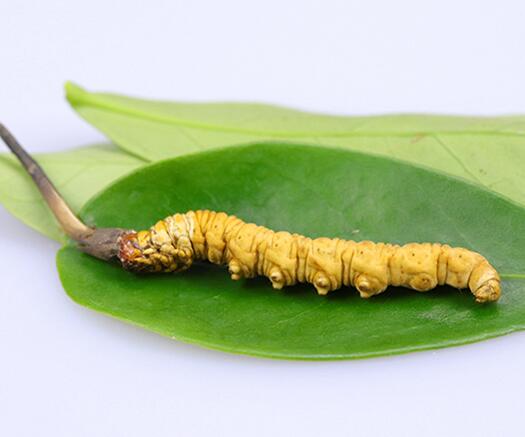 广州回收冬虫夏草