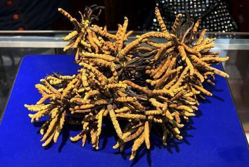 天河回收冬虫夏草