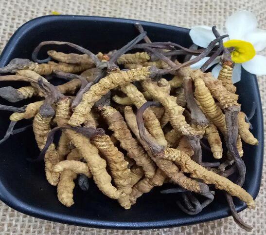 海珠区急收冬虫夏草 | 客村/琶洲地铁沿线可上门，现金交易