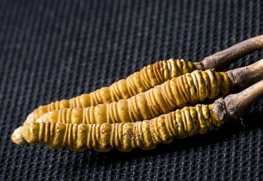 越秀上门回收虫草