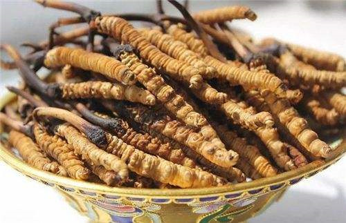 广州荔湾冬虫夏草回收点在哪？中山八路附近可上门估价