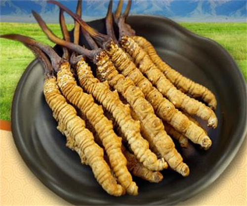 广州南沙冬虫夏草回收门店，长年回收，童叟无欺，散装礼盒装高价收购